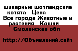 шикарные шотландские котята › Цена ­ 15 000 - Все города Животные и растения » Кошки   . Смоленская обл.